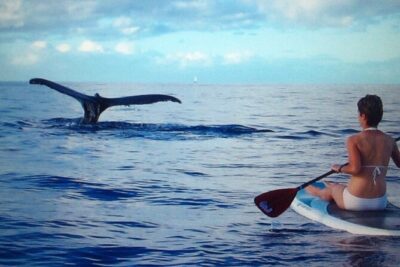 Private Paddleboard (SUP) Whale Watch: All Skill Levels Welcome - The 2-Hour Flow: What Happens from Start to Finish