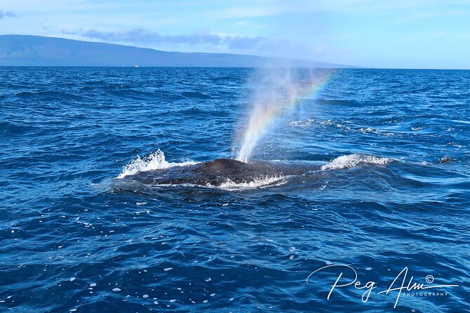 Private Paddleboard (SUP) Whale Watch: All Skill Levels Welcome - The Sanctuary Search: How the Whale Watch Part Feels