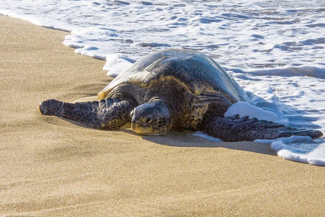 Private Shore Excursion: Best Highlights of Maui - The private-guide advantage: pace, flexibility, and smart timing