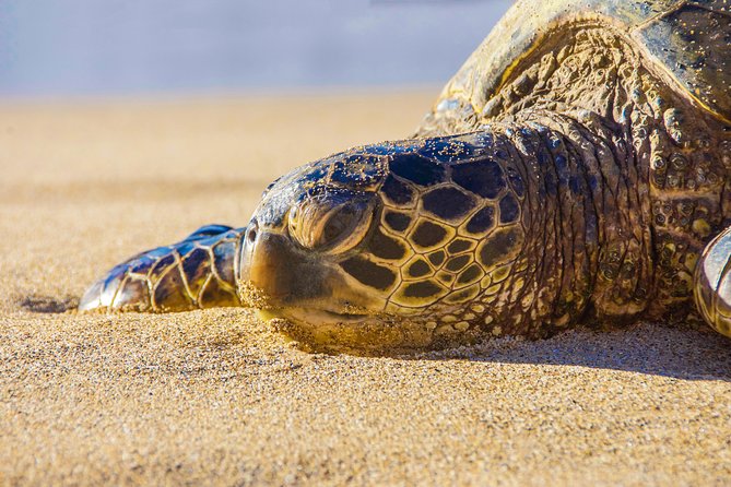 Private Shore Excursion: Best Highlights of Maui - Getting picked up: where to stand and how not to stress