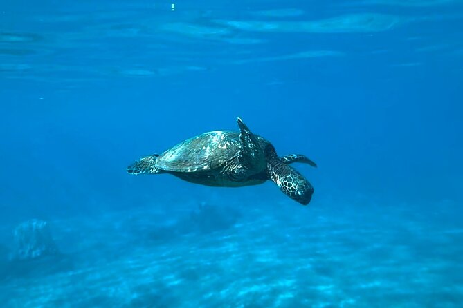Private Snorkel Photos Included - Private snorkeling on Maui: what you’re really buying for $155