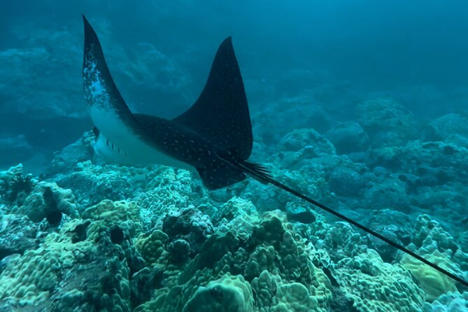 Private Snorkel Photos Included - Marine life sightings: what you can aim for, and how guides increase your odds