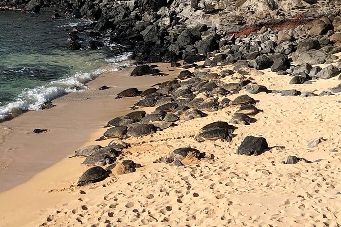 Road to Hana: Full-Day Scenic Drive with Blacksand & Waterfalls - Key takeaways before you go