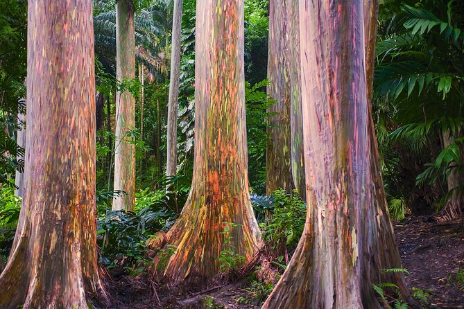 Road to Hana Full Day Tour with A Guide - Stop 3: Ke’ānae Arboretum walk among rainbow eucalyptus and native plants