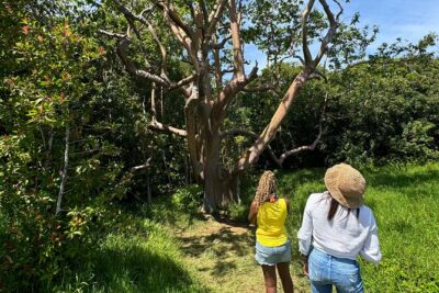 Road to Hana Maui Tours - Waterfalls, lookouts, and Waiʻānapanapa: where the day starts to feel magical