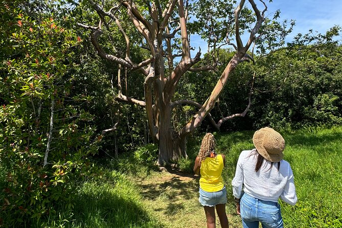 Road to Hana Maui Tours - Waterfalls, lookouts, and Waiʻānapanapa: where the day starts to feel magical