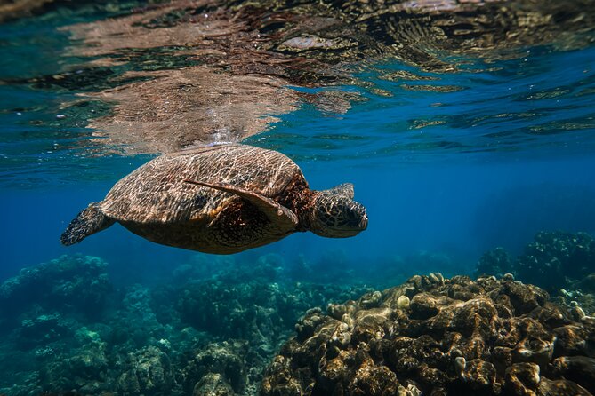 Scenic Coastal Adventure In 4x4 With Turtle Town Snorkel + Photos - The photo and video setup: how you’ll keep your hands free