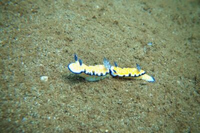 Scuba Diving in Maui with No Experience Needed - The training flow: skills, comfort checks, and your first time on the reef