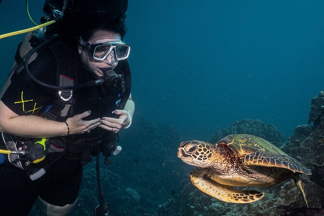 Small-Group Shark and Turtle Dive for Certified Divers - Key things I’d count on before you book
