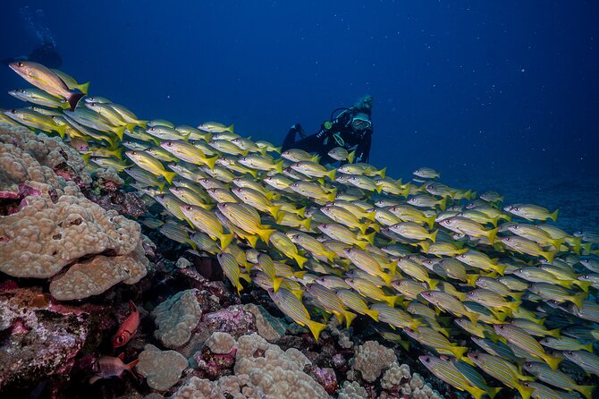 Small-Group Shark and Turtle Dive for Certified Divers - Who this tour suits best (and who should be cautious)