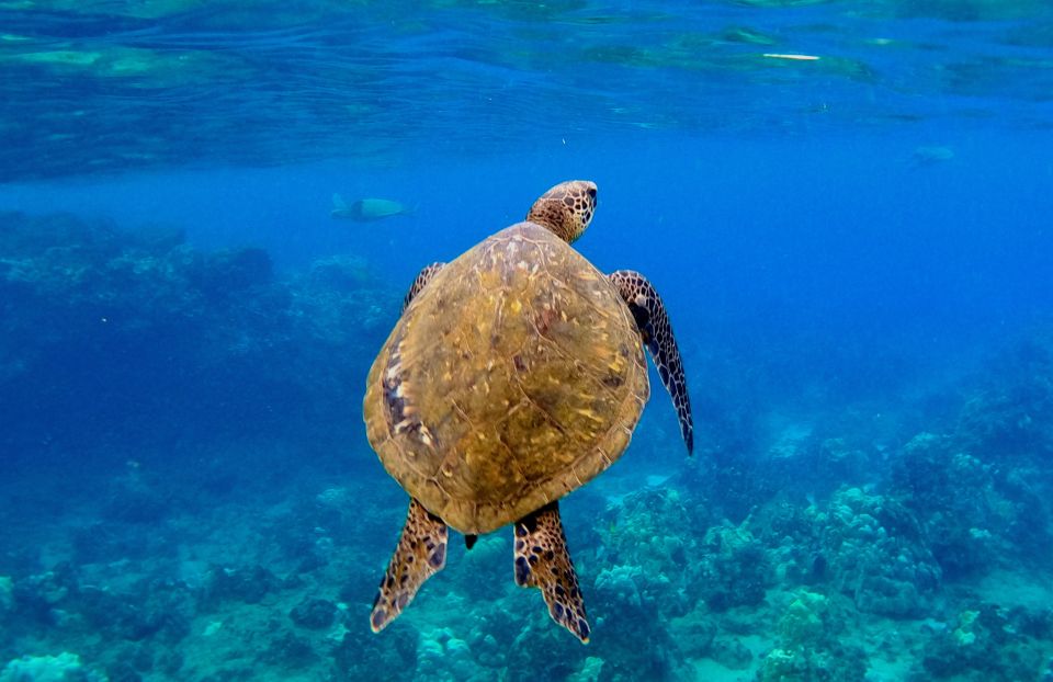 Snorkeling for Non-Swimmers Guided Tour - Wailea Beach - Who This Tour Fits Best (And Who Should Skip It)