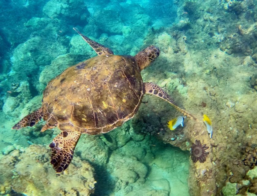 Snorkeling for Non-Swimmers Guided Tour - Wailea Beach - The 1.5-Hour Plan: From Safety Briefing to Reef Time
