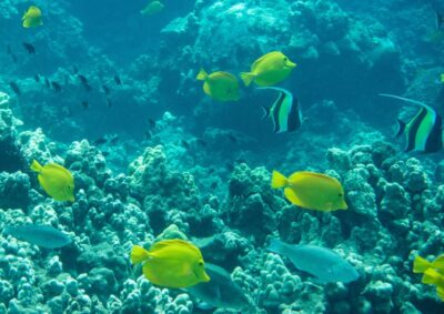 Snorkeling for Non-Swimmers Guided Tour - Wailea Beach - Starting at Public Parking: Getting Set Up Fast and With Less Stress