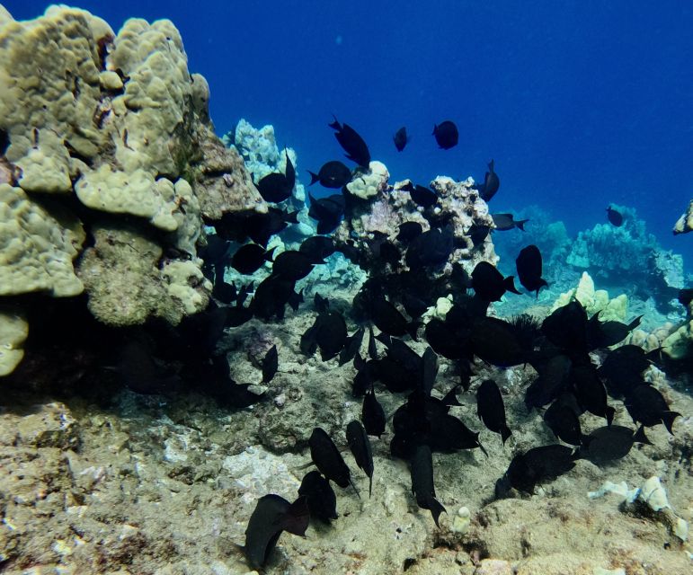 Snorkeling for Non-Swimmers Guided Tour - Wailea Beach - Guide Quality: The Patience Factor You’ll Actually Feel in the Water