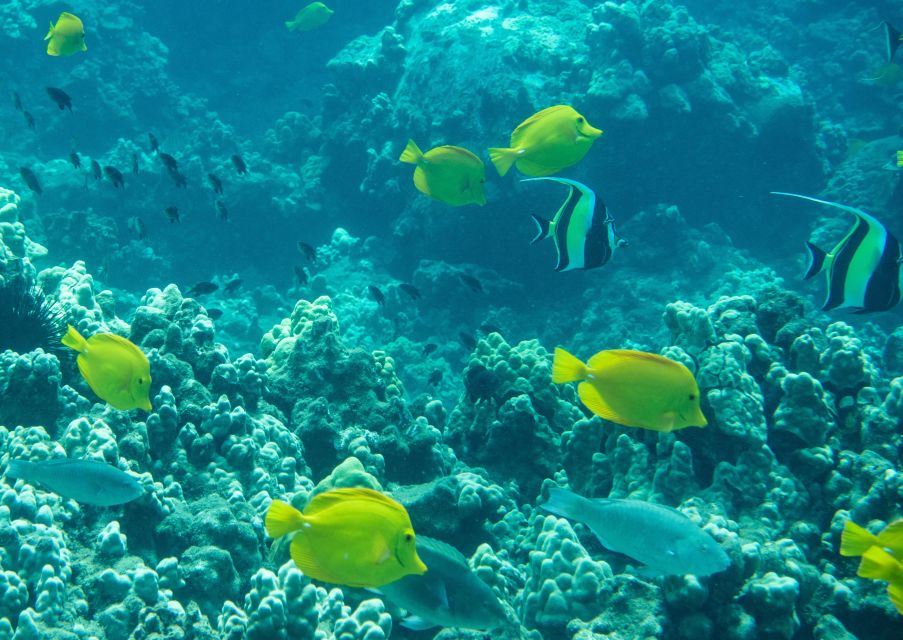 Snorkeling for Non-Swimmers Guided Tour - Wailea Beach - Starting at Public Parking: Getting Set Up Fast and With Less Stress