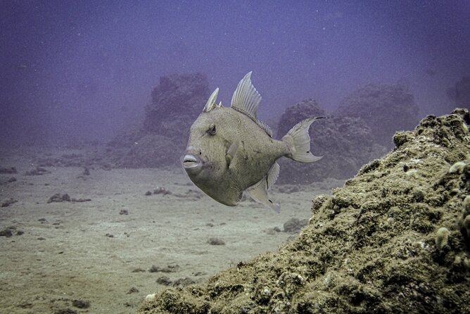 South Maui Discover Scuba Dive - South Maui in 3 Hours: What the Morning Plan Really Looks Like