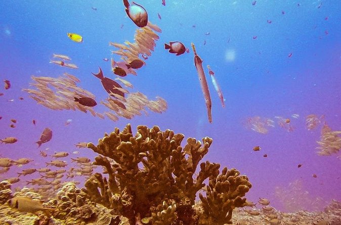 South Maui Discover Scuba Dive - Getting There and Staying Comfortable at the Meeting Point