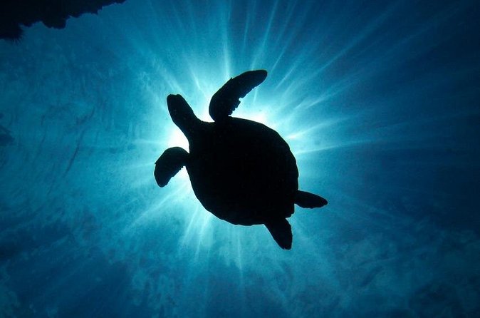 South Maui Discover Scuba Dive - When Weather Changes the Plan (And the Refund Basics)