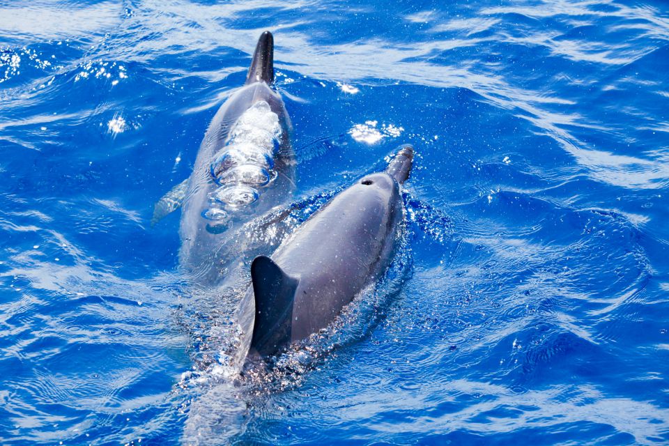 South Maui: Molokini Wild Eco Adventure from Maalaea Harbor - Key points that matter before you book