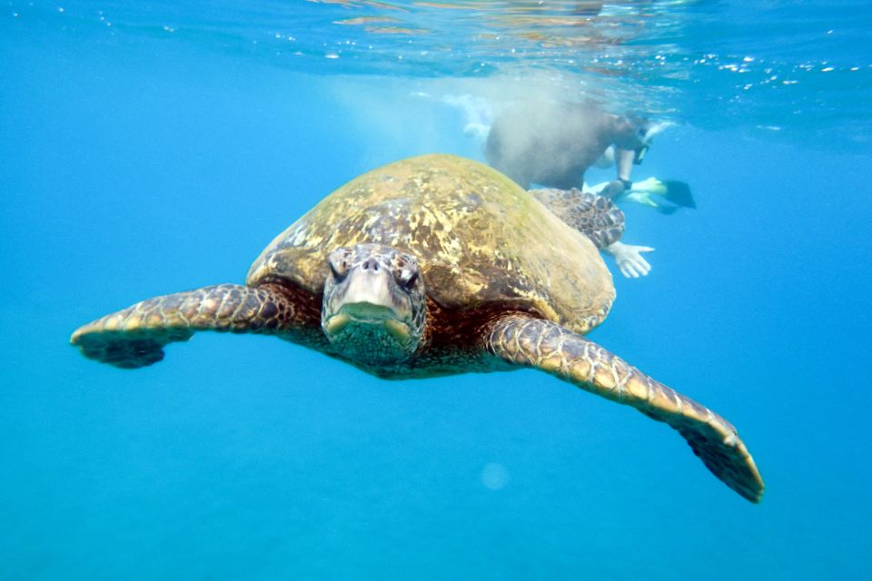 South Maui: Molokini Wild Eco Adventure from Maalaea Harbor - The second snorkel stop: flexibility that keeps the trip fun