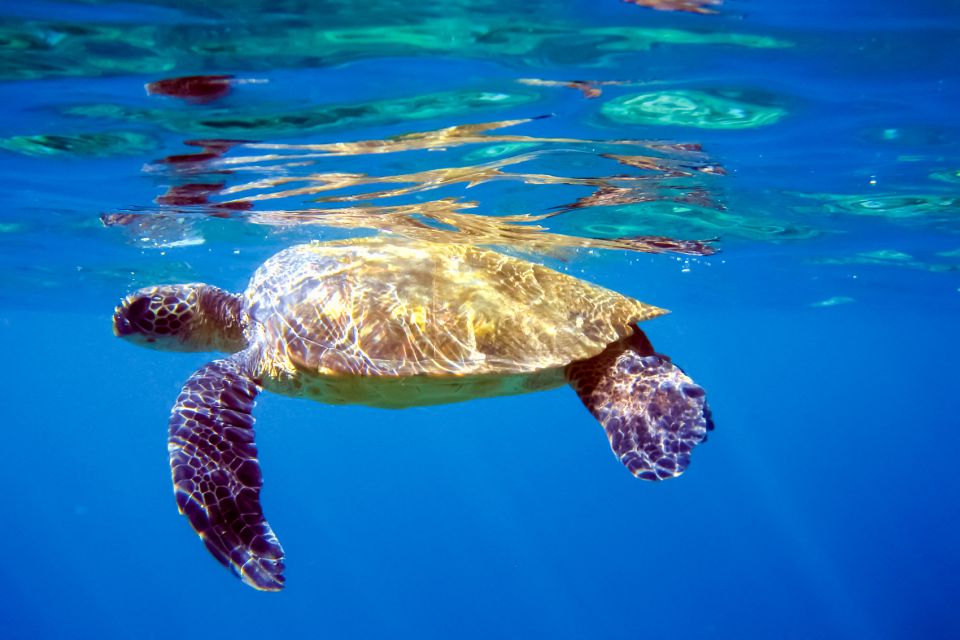 South Maui: Molokini Wild Eco Adventure from Maalaea Harbor - Lunch on the water: real food, not snack guilt