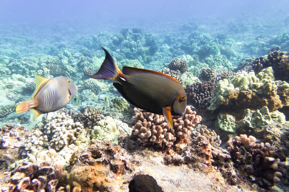 South Maui: Molokini Wild Eco Adventure from Maalaea Harbor - Gear, mask rules, and the reef-safe reality check