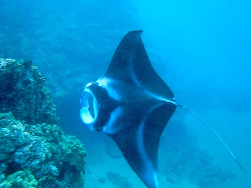 South Maui: Premium Turtle Town Kayak and Snorkel Tour - Key things you’ll notice on this tour