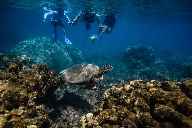 Sunset Glow Snorkel At Turtle Town With Photo & Video - How the Photos and Videos Work (and When to Ask About Cost)