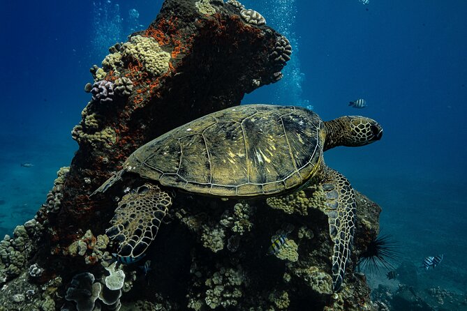 Sunset Glow Snorkel At Turtle Town With Photo & Video - Price and Value: Is $149 Worth It?