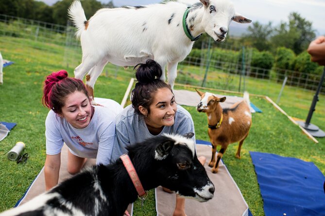 Sunset Maui Goat Yoga with Live Music - Quick hits for a smoother sunset session