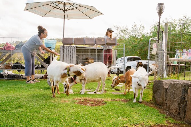 Sunset Maui Goat Yoga with Live Music - Where Maui Goat Yoga starts in Kula (and how to find it fast)