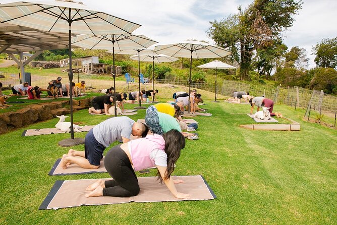 Sunset Maui Goat Yoga with Live Music - Your pose area: scenery-first setup and why it matters