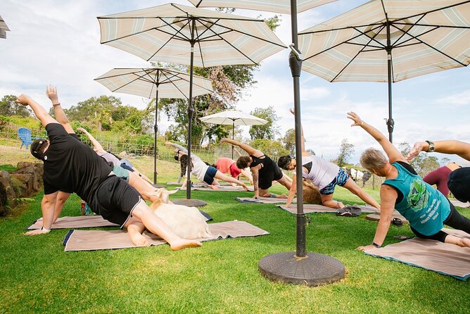 Sunset Maui Goat Yoga with Live Music - Price and value: is $69 worth it for goat yoga with music?
