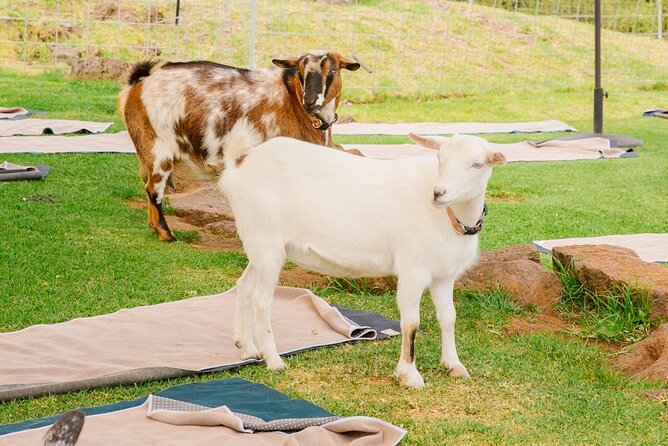 Sunset Maui Goat Yoga with Live Music - What to wear and bring for comfort (especially for your back)