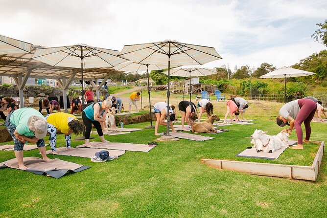 Sunset Maui Goat Yoga with Live Music - Who this suits best (and who might want a different plan)