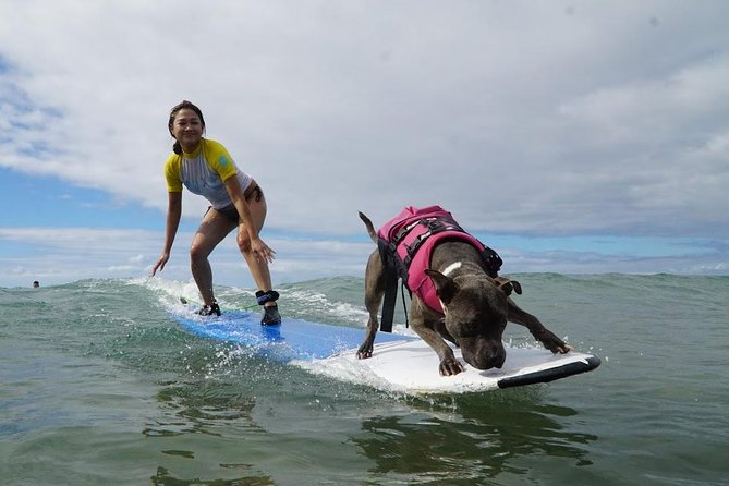 Surf with a Service Animal - Key Points Worth Noticing