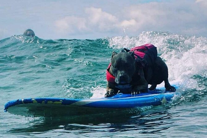 Surf with a Service Animal - When You Should Plan Around Weather (and the Day-of Vibes)