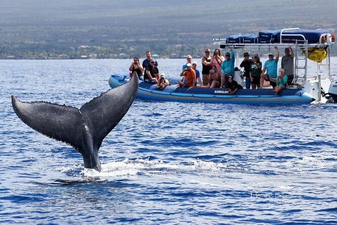 The Best 10 am 1.5 Hour Whale Watching Tour - Key highlights to know before you go
