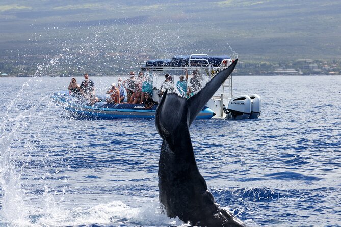 The Best 10 am 1.5 Hour Whale Watching Tour - Comfort on board: water, viewing time, and how the crew runs it