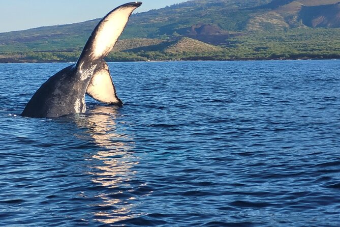 The Best 10 am 1.5 Hour Whale Watching Tour - What happens on the water during your 1.5 hours