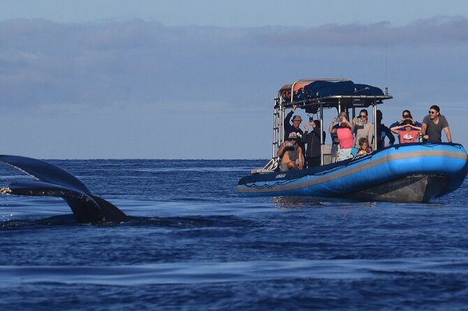 The Best 12 pm 1.5 Hour Whale Watching Tour - Key points before you go
