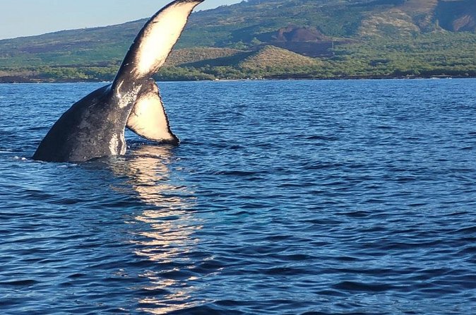 The Best 12 pm 1.5 Hour Whale Watching Tour - What happens once you’re offshore: spotting pods off Kihei