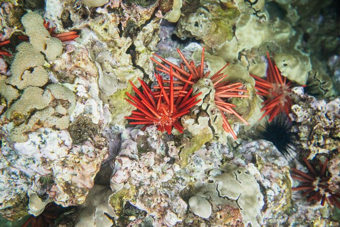 The Best 2 Hour Molokini Express Snorkeling - The outer reef drop-off: shallow-to-abyss “flying” drifts