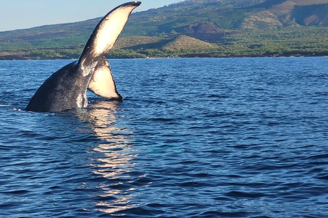 The Best 8 am 1.5 Hour Whale Watching Tour - Why this 8:00 am whale watch works so well in Kihei