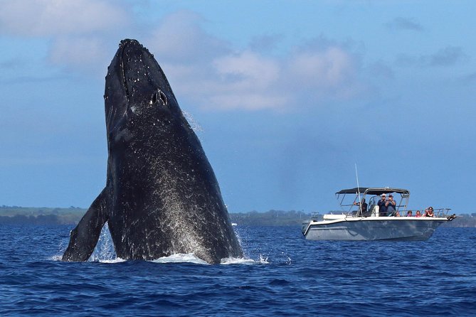 The Best 8 am 1.5 Hour Whale Watching Tour - Maalaea Bay departure: getting on the water without stress
