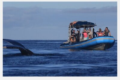 The Best 8 am 1.5 Hour Whale Watching Tour - How the 1.5 hours usually plays out