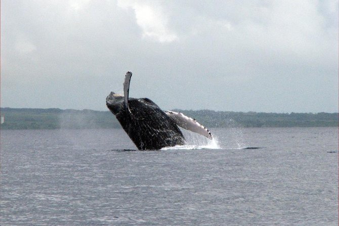 The Best 8 am 1.5 Hour Whale Watching Tour - Crew energy, safety, and what you’ll notice onboard