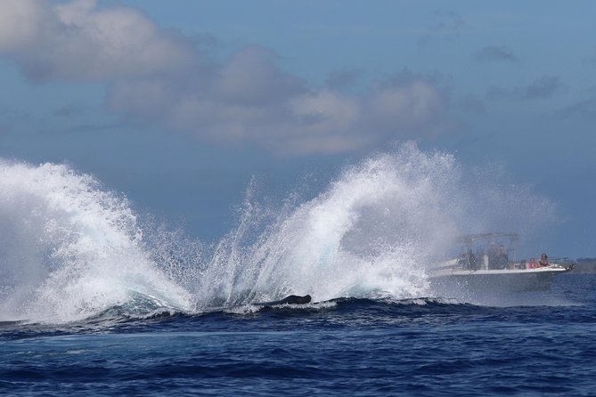 The Best 8 am 1.5 Hour Whale Watching Tour - The wet-weather reality: bring towels and a spare layer