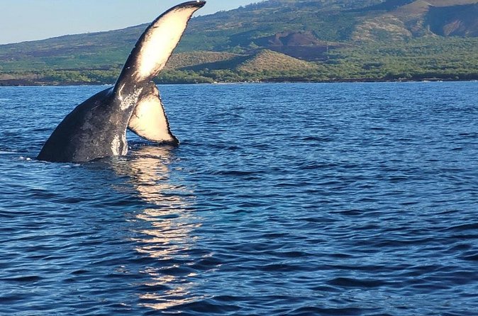 The Best 8 am 1.5 Hour Whale Watching Tour - Price and value: is $97.30 reasonable for this setup?