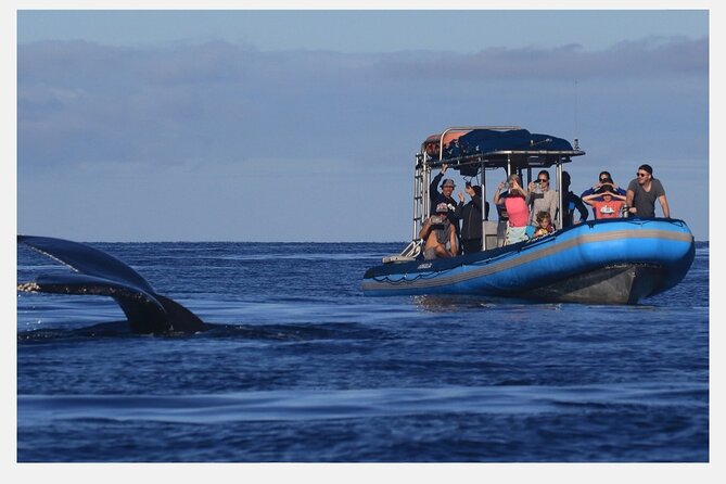 The Best 8 am 1.5 Hour Whale Watching Tour - How the 1.5 hours usually plays out